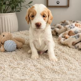 Red - Parti male Goldendoodle puppy in Hastings, Nebraska from Golden Nest Doodles