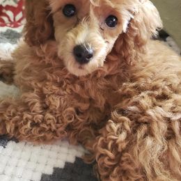 Poodles from Poodle Grace