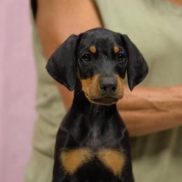 Light Blue Collar - Black and rust female Doberman Pinscher puppy in Santa Clarita, California from Riviera Dobermans