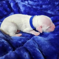 Boy 1 Blue - White male Llewellin Setter puppy in North Dinwiddie, Virginia from Pups Furever