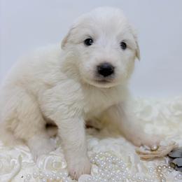 Mabel - Yellow Collar - White female Great Pyrenees puppy in San Marcos, California from Faith Family Freedom Farm