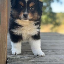 S'mores - Black tri male Miniature Australian Shepherd puppy in Doddridge, Arkansas from Huddleston Farm