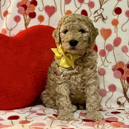 Biscuit - Cream male Goldendoodle puppy in Stroudsburg, Pennsylvania from Momma’s Mini Goldendoodles