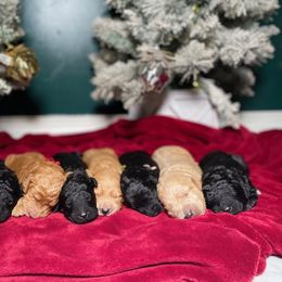 Goldendoodle Puppies from Golden Cuddle Pups