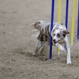 Koa - Border Collie