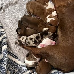 Dachshund Puppies from Witchy Woman’s Wiener’s