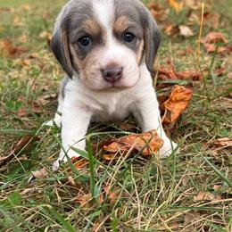 Kiwi - Blue tan and white female Beagle puppy in Rogersville, Missouri from Hales Little Beagle Haven