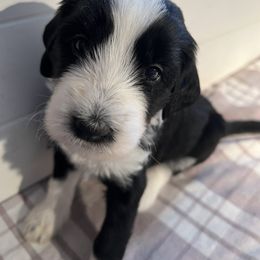Peppermint Patty - Pink Girl - Blue and white Sheepadoodle puppy in Camillus, New York from Spy Haven LLC