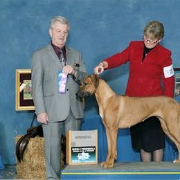 Rhodesian Ridgeback All Grown Up from Deborah Lappat