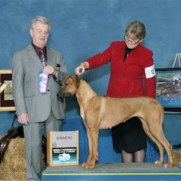 Rhodesian Ridgeback All Grown Up from Deborah Lappat