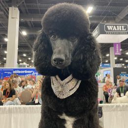 Nika - Poodle