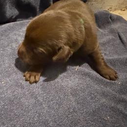 Leon - Chocolate male Labrador Retriever puppy in Carriere, Mississippi from Cajun Water Retrievers