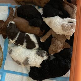 Goldendoodle Puppies from Two Ps in a Pod