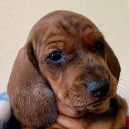 Dachshunds from SkyeRiot Dachshunds