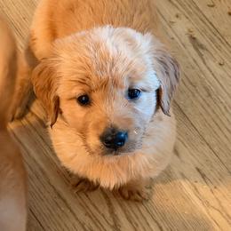 AKC boy 1 - Golden male Golden Retriever puppy in Joshua, Texas from 3 Gun Retrievers