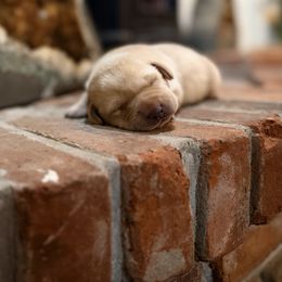 Major - Yellow male Labrador Retriever puppy in Sweet Home, Oregon from Knotty Creek Labradors