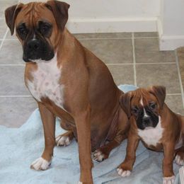 Boxers from Rantam boxers