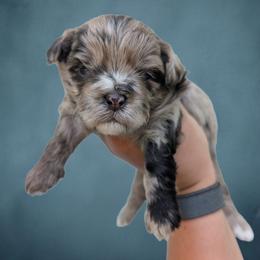 Riptide - Merle male Shihpoo puppy in Coshocton, Ohio from Forever Family Puppies
