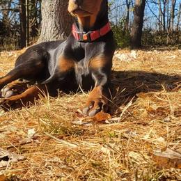 Doberman Pinscher Puppies from JM Dobermans