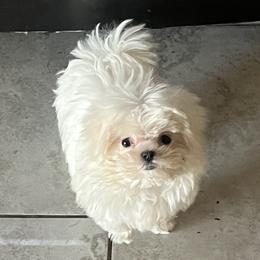 Maltese and Yorkshire Terriers from Pooch Perfect Puppies