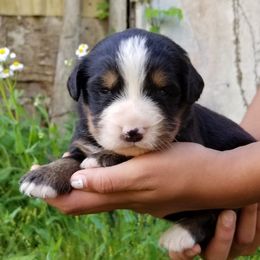 Bernese Mountain Dog Puppies from Barefoot Springs Bernese Mountain Dogs