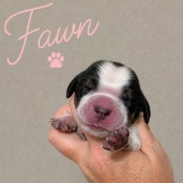 Fawn - Tri-Roan female English Springer Spaniel puppy in Fort White, Florida from Thunderbird Springers