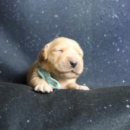 Girl 3 - female Golden Retriever puppy in Great Falls, Montana from VS Golden Fields