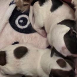 Miss Magnolia - Black and white female Havanese puppy in Lakeland, Florida from Charlie’s Havanese Angels