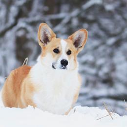 Mr. Bojangles - Pembroke Welsh Corgi