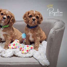 Cavalier King Charles Spaniel Puppies from Royalton Cavaliers