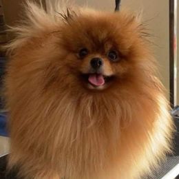 Jessa - Pomeranian