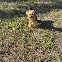 Yorkshire Terrier puppies from 🤎 Gigi’s Dreaming Puppies 🐶