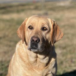 Xena - Labrador Retriever