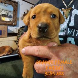 Orange female - Yellow female Labrador Retriever puppy in Appling, Georgia from Kelley's Red Clay Labradors