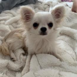 Jack - Chihuahua