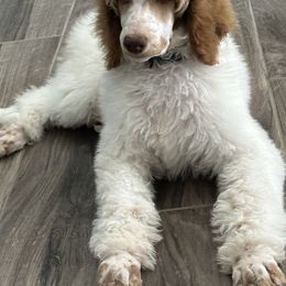 Goldendoodle and Poodle All Grown Up from Whiskey Row Royals