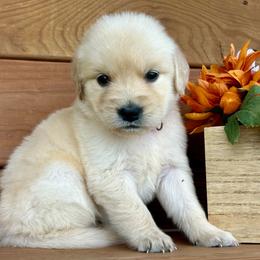 Lovely - Light golden female Golden Retriever puppy in Doniphan, Missouri from Stockford’s Golden Retrievers