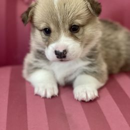 Boy 2 - White and red Pembroke Welsh Corgi puppy in Ridgeland, South Carolina from FOF Lowcountry Corgis