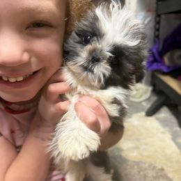 Freddy - Brindle and white male Shih Tzu puppy in Lakewood, Ohio from Purelyshihtzupups