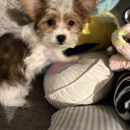 Delilah - Yorkshire Terrier puppy from My Exotic Yorkies LLC