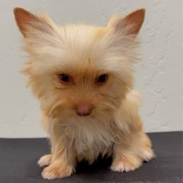 Cuddles - Gold male Yorkshire Terrier puppy in Los Angeles, California from 818 Yorkies