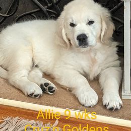 Golden Retriever Puppies from Cruz'n Golden Retrievers