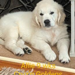 Golden Retriever Puppies from Cruz'n Golden Retrievers