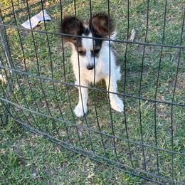 Jim - White black and tan male Papillon puppy in Meggett, South Carolina from Double D farm featuring Nova papillons