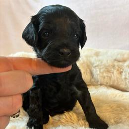 Blizzard - Black male Cockapoo puppy in Adrian, Oregon from ApplebyFarm