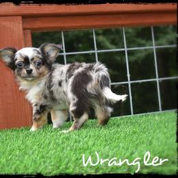 Wrangler - Merle male Chihuahua puppy in Demorest, Georgia from Sourpatch Chihuahuas