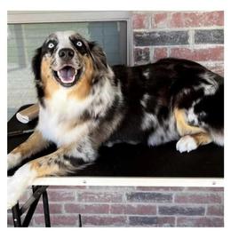 Bristol - Australian Shepherd