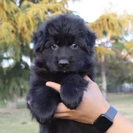 German Shepherd Puppies from Zaragoza German Shepherds