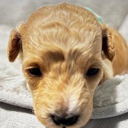 Poodle and Shih Tzu Puppies from Amarilys ShihTzus & Poodles