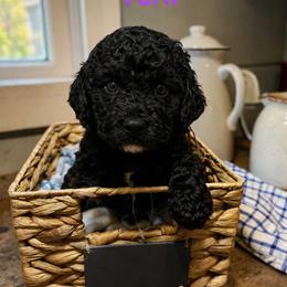 Goldendoodle Puppies from Serenity Goldendoodles
